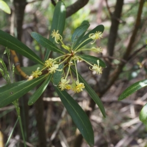 Tasmannia lanceolata at Cotter River, ACT - 3 Dec 2015