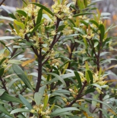 Tasmannia lanceolata at Cotter River, ACT - 3 Dec 2015