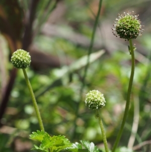 Acaena novae-zelandiae at Cotter River, ACT - 3 Dec 2015