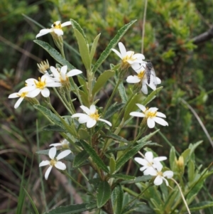 Olearia erubescens at Cotter River, ACT - 3 Dec 2015