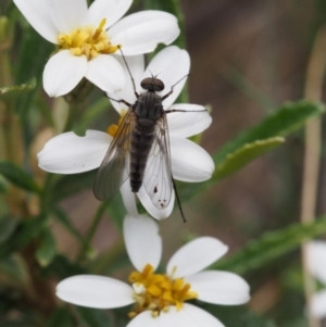 Olearia erubescens at Cotter River, ACT - 3 Dec 2015