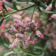 Podocarpus lawrencei (Mountain Plum Pine) at Cotter River, ACT - 3 Dec 2015 by KenT