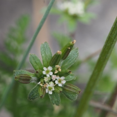 Oreomyrrhis eriopoda (Australian Carraway) at Cotter River, ACT - 3 Dec 2015 by KenT