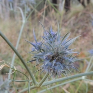 Eryngium ovinum at Bonython, ACT - 26 Dec 2015