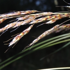 Sorghum leiocladum (Wild Sorghum) at Bonython, ACT - 26 Dec 2015 by MichaelBedingfield