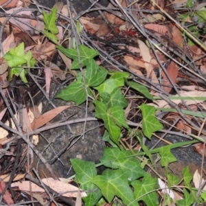 Hedera sp. (helix or hibernica) at Stranger Pond - 26 Dec 2015 08:45 PM