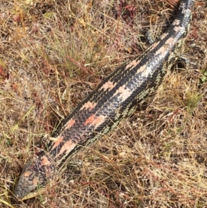 Tiliqua nigrolutea at Bungendore, NSW - 27 Dec 2015