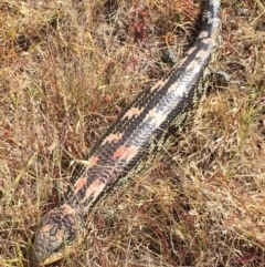 Tiliqua nigrolutea at Bungendore, NSW - 27 Dec 2015