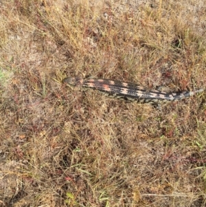 Tiliqua nigrolutea at Bungendore, NSW - 27 Dec 2015