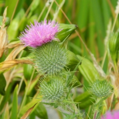 Cirsium vulgare (Spear Thistle) at Fadden, ACT - 27 Dec 2015 by ArcherCallaway