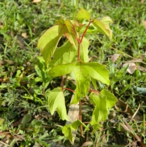 Acer pseudoplatanus at Fadden, ACT - 27 Dec 2015