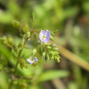 Veronica gracilis at Fadden, ACT - 27 Dec 2015 09:09 AM