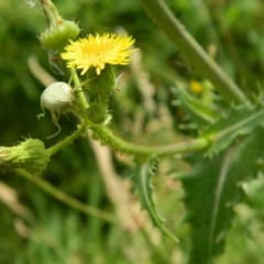 Sonchus asper (Prickly Sowthistle) at Fadden, ACT - 26 Dec 2015 by RyuCallaway