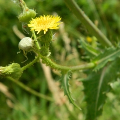 Sonchus asper (Prickly Sowthistle) at Fadden, ACT - 26 Dec 2015 by RyuCallaway