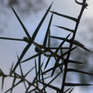 Acacia ulicifolia at Hackett, ACT - 26 Dec 2015 12:00 AM