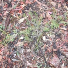 Acacia ulicifolia at Hackett, ACT - 26 Dec 2015