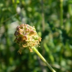 Sanguisorba minor (Salad Burnet, Sheep's Burnet) at Monash, ACT - 25 Oct 2015 by ArcherCallaway