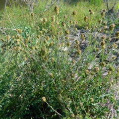 Sanguisorba minor at Monash, ACT - 25 Oct 2015