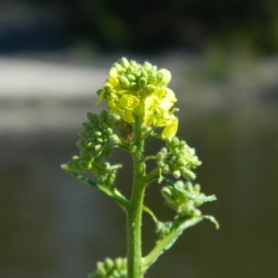 Hirschfeldia incana (Buchan Weed) at Tuggeranong Creek to Monash Grassland - 25 Oct 2015 by ArcherCallaway