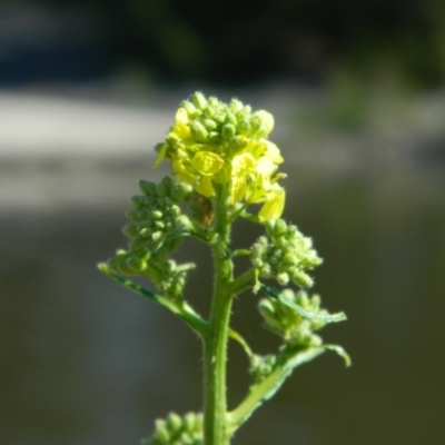 Hirschfeldia incana (Buchan Weed) at Monash, ACT - 25 Oct 2015 by ArcherCallaway