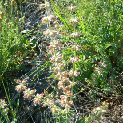 Salvia verbenaca var. verbenaca (Wild Sage) at Monash, ACT - 25 Oct 2015 by ArcherCallaway