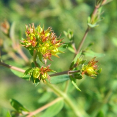 Hypericum perforatum (St John's Wort) at Tuggeranong Creek to Monash Grassland - 25 Oct 2015 by ArcherCallaway