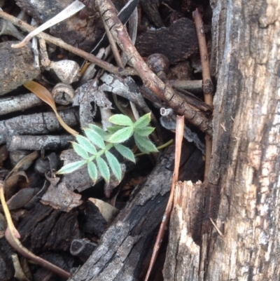 Swainsona sericea (Silky Swainson-Pea) at Symonston, ACT - 26 Dec 2015 by Mike