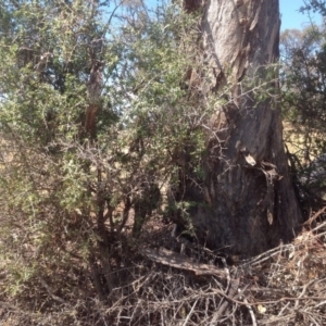 Lycium ferocissimum at Symonston, ACT - 27 Dec 2015 10:49 AM