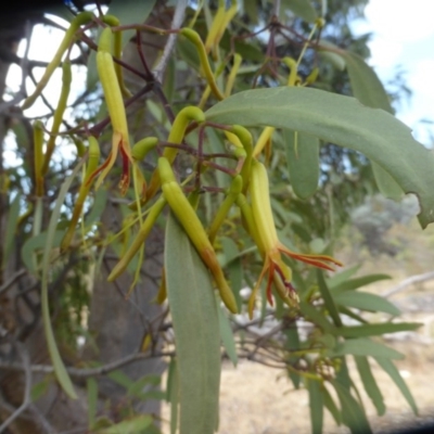 Muellerina eucalyptoides (Creeping Mistletoe) at Symonston, ACT - 27 Dec 2015 by Mike