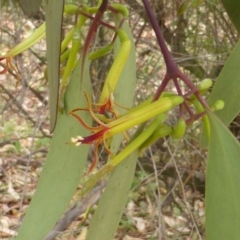 Muellerina eucalyptoides (Creeping Mistletoe) at Isaacs Ridge - 20 Dec 2015 by Mike