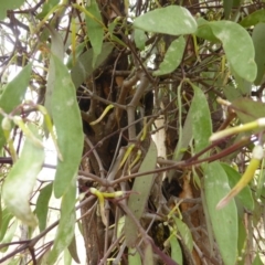 Muellerina eucalyptoides at Isaacs, ACT - 21 Dec 2015