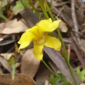 Goodenia pinnatifida at Isaacs Ridge - 21 Dec 2015