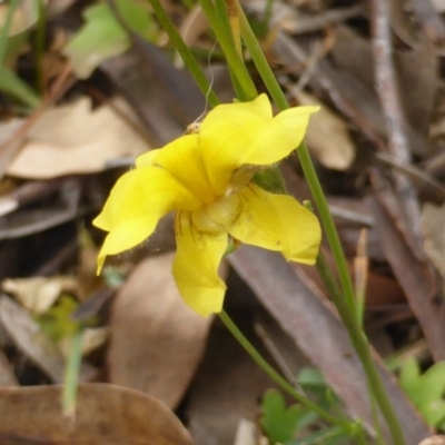 Goodenia pinnatifida (Scrambled Eggs) at Isaacs, ACT - 20 Dec 2015 by Mike