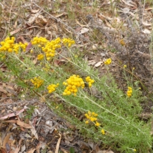 Chrysocephalum semipapposum at Isaacs Ridge - 21 Dec 2015