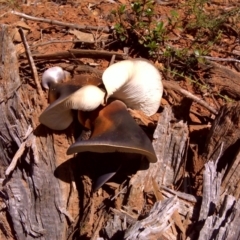 Hohenbuehelia at Tidbinbilla Nature Reserve - 7 May 2011 by Mike