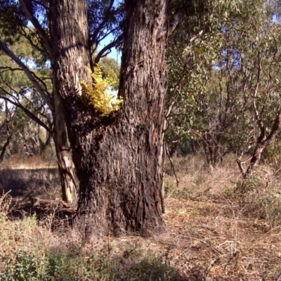 Ligustrum sinense (Narrow-leaf Privet, Chinese Privet) at Garran, ACT - 8 May 2011 by Mike