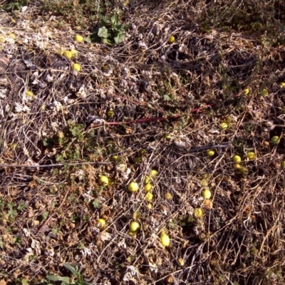 Cucumis myriocarpus (Prickly Paddy Melon) at Isaacs Ridge - 13 May 2011 by Mike