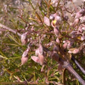 Clematis leptophylla at Isaacs Ridge - 2 Aug 2011