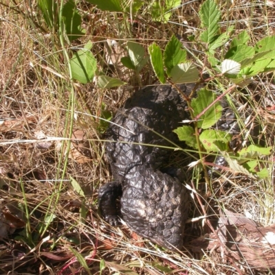 Tiliqua rugosa (Shingleback Lizard) at Hackett, ACT - 26 Dec 2015 by waltraud