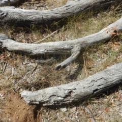 Tiliqua rugosa (Shingleback Lizard) at Campbell Park Woodland - 26 Dec 2015 by MichaelMulvaney