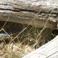 Tiliqua rugosa at Majura, ACT - 27 Dec 2015 12:00 AM