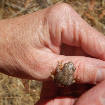 Litoria peronii (Peron's Tree Frog, Emerald Spotted Tree Frog) at Majura, ACT - 27 Dec 2015 by MichaelMulvaney