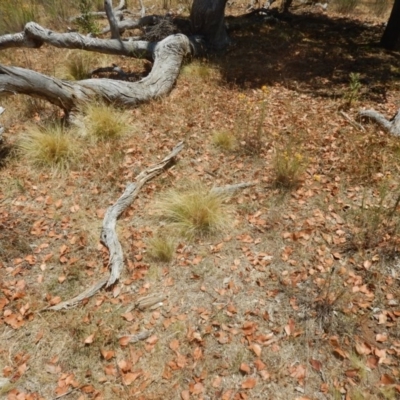 Nassella trichotoma (Serrated Tussock) at Majura, ACT - 27 Dec 2015 by MichaelMulvaney