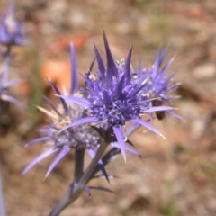 Eryngium ovinum (Blue Devil) at Hackett, ACT - 26 Dec 2015 by waltraud