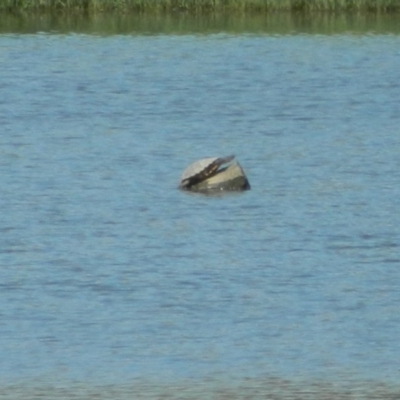 Chelodina longicollis (Eastern Long-necked Turtle) at Jerrabomberra Wetlands - 23 Dec 2015 by ArcherCallaway