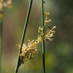 Juncus sarophorus (Broom Rush) at Lower Cotter Catchment - 12 Dec 2015 by KenT