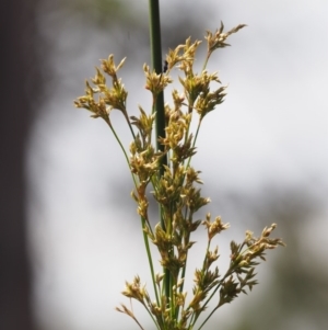 Juncus sarophorus at Cotter River, ACT - 13 Dec 2015