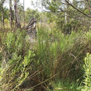 Juncus sarophorus at Cotter River, ACT - 13 Dec 2015