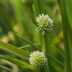 Sparganium subglobosum (Floating Bur-reed) at Lower Cotter Catchment - 13 Dec 2015 by KenT