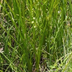 Sparganium subglobosum at Uriarra Village, ACT - 13 Dec 2015 11:24 AM